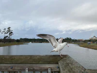a seagull perched on a wooden railing near a lake
