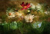 cosmos - digital art by julia taylor