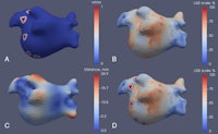 a series of images showing different shapes of the human body