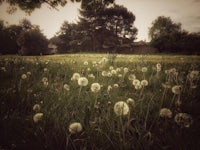 dandelions in a field with trees in the background