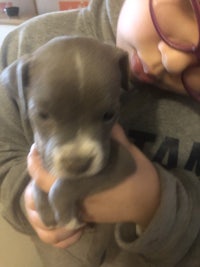 a little girl holding a grey pit bull puppy