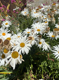 a bunch of white daisies in a garden