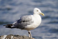 a seagull standing on a rock