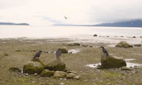 four crows perched on rocks near a body of water
