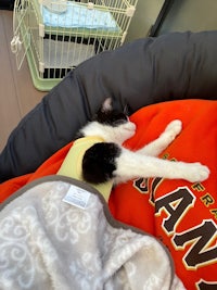 a black and white cat laying on a blanket