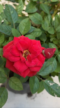 a red rose in a pot with green leaves