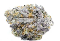 a purple marijuana flower on a white background