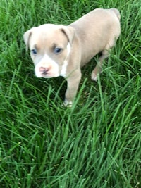 a small brown and white puppy standing in the grass