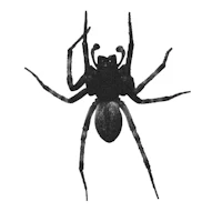 a black and white drawing of a spider
