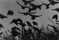a black and white photo of birds flying in the sky