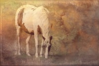 a white and brown horse is grazing in the grass