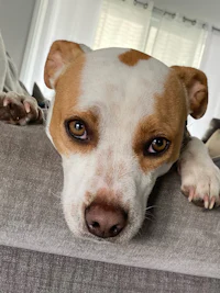 a brown and white dog laying on top of a couch