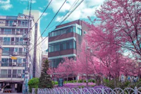a pink blossoming tree in front of a building