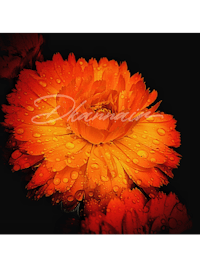 an orange flower with water droplets on it