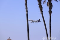 a plane is flying over a palm tree