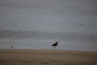 a bird standing on the sand next to a body of water