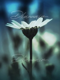 a white daisy in front of a blurry background