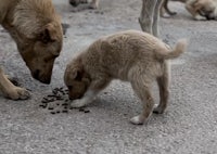 a group of dogs are eating food on the street