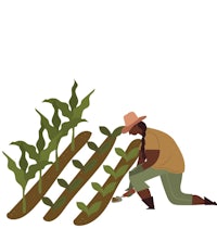 a woman is planting corn in a field