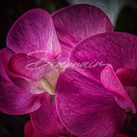 a close up of a purple orchid flower
