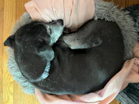 a black dog curled up in a dog bed