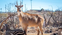 a zebra standing next to a antelope