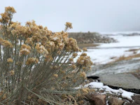 a plant in the snow near a snowy field