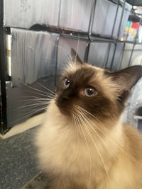 a siamese cat looking at the camera