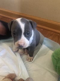 a blue and white puppy sitting on top of a blanket