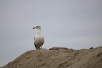 a seagull standing on top of a sand dune