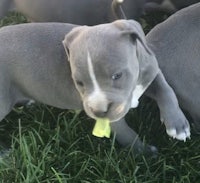 a group of puppies playing with a toy in the grass