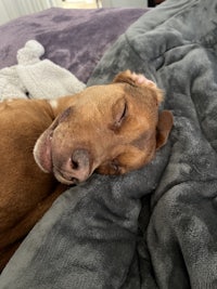 a brown dog laying on top of a blanket