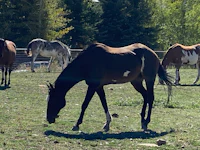 a group of horses grazing in a field
