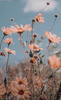 orange flowers in a field with a blue sky