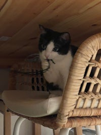 a black and white cat sitting on a wicker chair