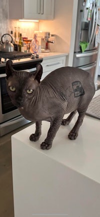 a sphynx cat standing on a kitchen counter