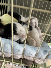 a black and white cat laying on a blanket in a cage