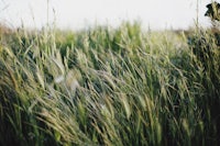 a person is walking through a field of tall grass