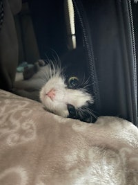 a black and white cat laying on a blanket in a car