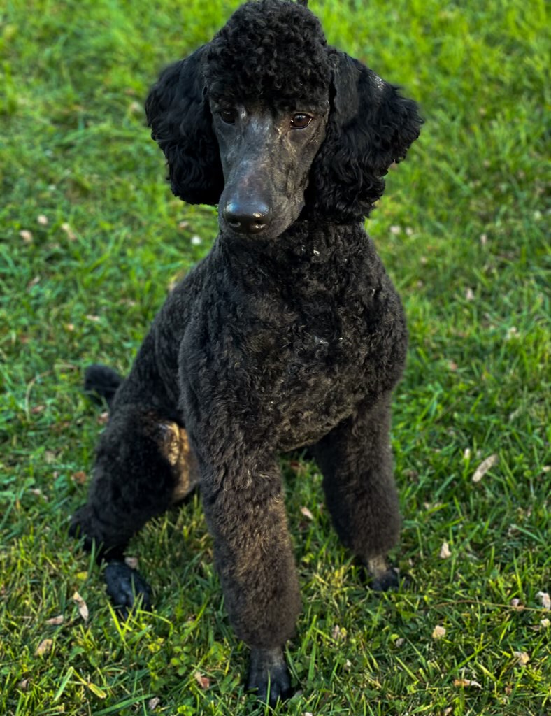 callimont poodles