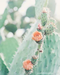 a close up of a cactus plant with orange flowers
