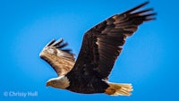 a bald eagle soaring through a blue sky