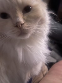 a white cat sitting on a person's lap