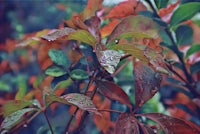a close up of leaves with water droplets on them