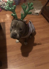a dog wearing a reindeer hat on the floor