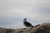 a bird standing on top of a sand dune