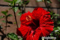 a red hibiscus flower in front of a brick wall