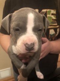 a small grey and white puppy is being held by a person
