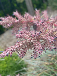 a close up of a pink plant with purple flowers