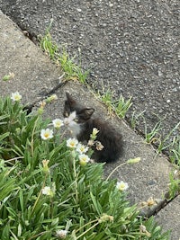a black and white kitten is sitting in a flower bed
